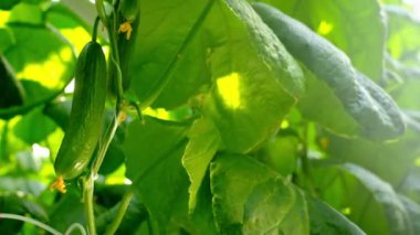 Bir tarım serası işçisi olgun bir salatalık topluyor. Organik gıda ve sebze yetiştiriyor. Sağlıklı beslenme. Tarım sektöründe hidrofoni. Bir çiftçinin eli, bir salatalığı bıçakla keser.