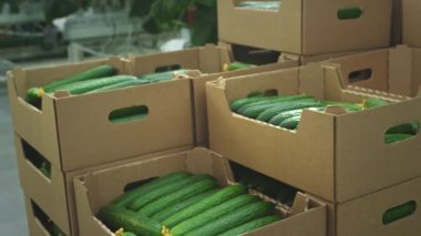 Çiftçi yükleyicisi salatalıkları karton bir kutuya koyar. Sağlıklı beslenme. Çiğ gıda ve vejetaryenlik. Seradaki sebzeler için depo. Genetik olarak değiştirilmiş sebze ürünlerinin yetiştirilmesi.