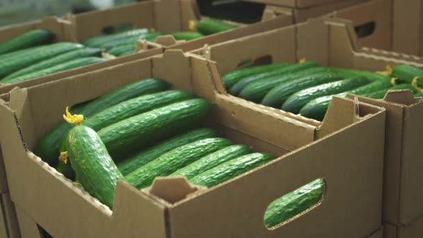 Sebze ve salatalık koleksiyonu. Çiftçi yükleyicisi salatalıkları karton bir kutuya koyar. Bahçeden çiğ sebze. Seranın sanayi deposundan marketlere sebze teslimatı. — Stok video