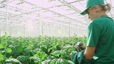 Sebze ve salatalık yetiştirmek için sera. İşçi bitkilerle ilgilenir. O, organik salatalık yetiştirmekle meşgul. Sera işçisi. Salatalık filizleri..