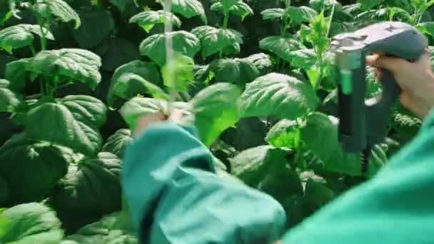 种植蔬菜和黄瓜的温室。工人负责工厂的管理.他从事有机黄瓜的种植.温室工人。黄瓜芽；黄瓜芽. — 图库视频影像