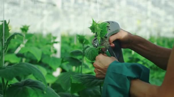 Gewächshaus für Gemüse- und Gurkenanbau. Der Arbeiter kümmert sich um die Pflanzen. Er baut Bio-Gurken an. Treibhausarbeiter. Gurkensprossen. — Stockvideo