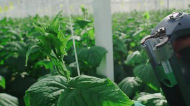 Sebze ve salatalık yetiştirmek için sera. İşçi bitkilerle ilgilenir. O, organik salatalık yetiştirmekle meşgul. Sera işçisi. Salatalık filizleri..