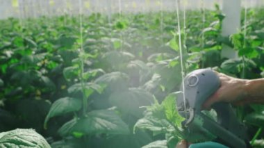 Sebze ve salatalık yetiştirmek için sera. İşçi bitkilerle ilgilenir. O, organik salatalık yetiştirmekle meşgul. Sera işçisi. Salatalık filizleri..