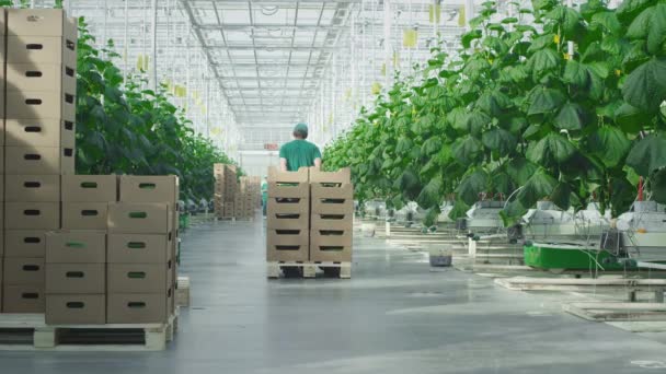 Invernadero para el cultivo de verduras y pepinos. Un empleado lleva muchas cajas de verduras en un carro de almacén. Entrega de productos de la granja de hortalizas de invernadero a cadenas de tiendas. — Vídeos de Stock