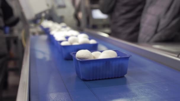 Paddenstoelproductie. Productielijn verpakt containers met champignons. Blauwe containers bewegen langs de transportband. Biologische voedselproductie. Voedselverpakking voor langdurige opslag — Stockvideo