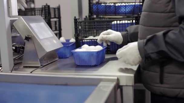 Förpackning och förpackning av svamp i produktion. Vita champignon-svampar är förpackade i plastfolie. Automatiserat transportband bakom fabriken. Svampgård — Stockvideo