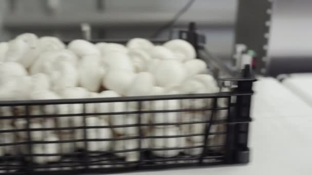 塑料篮子里的白色蘑菇成团。蘑菇农场Mushroom farm.栽培香菇香菇.生的食物和素食。健康食品 — 图库视频影像