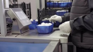 Mantar ambalajı ve ambalajı üretimde. Beyaz şampiyon mantarları plastik ambalajla paketlenmiştir. Fabrikanın arkasındaki otomatik taşıma bandı. Mantar çiftliği