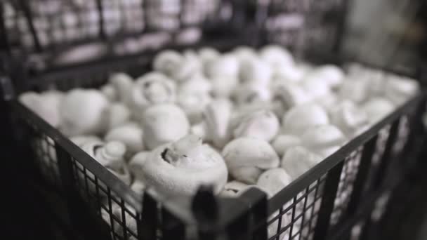 Bílé houby v igelitovém koši ve svazku. Houbová farma. Pěstování žampiónových hub. Syrové jídlo a vegetariánství. Zdravé jídlo — Stock video