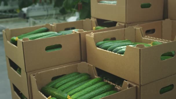 Verzameling van groenten en komkommers. Een boer loader doet komkommers in een kartonnen doos. Rauwe groenten uit de tuin. Levering van groenten uit het industriële magazijn van de kas aan winkels — Stockvideo