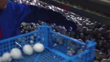 Bir lastik eldiven verin ve taze şampiyon hasadını mantar yetiştiren bir bitkinin konteynırlarına yerleştirin. Vejetaryenler için ürünler. GDO 'suz sağlıklı yiyecekler. Tarım üretimi, tarım sektörü