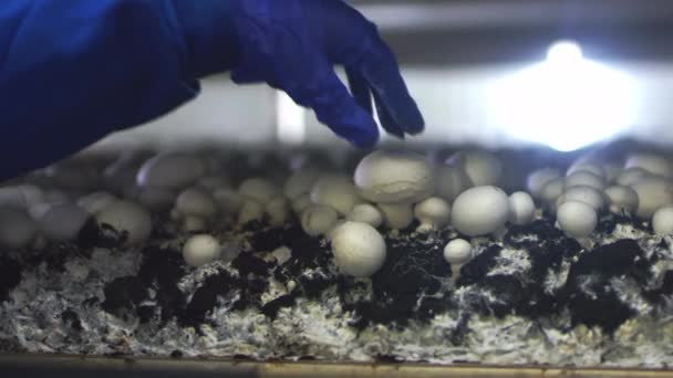 Mano en un guante de goma recogiendo la cosecha fresca de champiñones en recipientes en una planta de cultivo de setas. Productos para vegetarianos. Comida saludable sin OGM. Producción agrícola, agronegocios — Vídeo de stock