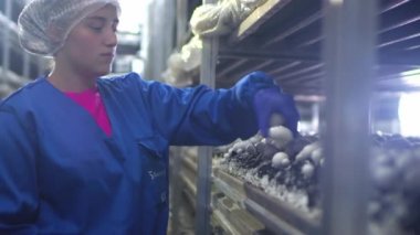 Mantar çiftliği. Şampiyon mantarından bir yatak. Kız eliyle bir mantar topluyor. Saf vejetaryen ürünlerin endüstriyel tarım sektörü. Çevre dostu ürünler, GDO 'suz. Mantar toplama.