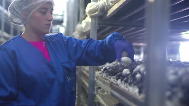 蘑菇农场Mushroom farm.一张用香菇制成的床这个女孩用她的手摘了一个蘑菇。纯素食产品的工业农产企业。环保产品，非转基因生物。蘑菇采摘. — 图库视频影像