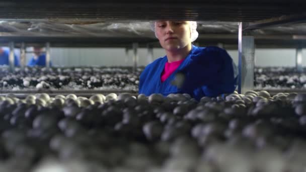 Mano in un guanto di gomma raccogliendo il raccolto fresco di champignons in contenitori su una pianta di coltivazione di fungo. Prodotti per vegetariani. Cibo sano senza OGM. Produzione agricola, agroalimentare — Video Stock