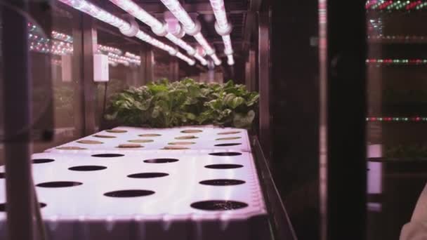 한 사람이 수직으로 온실에서 상추 싹을 심고 있다. 농부가 수직 수경 재배 농장을 세웁니다. 유기농, 비 GMO 제품을 집에서 키우고 있습니다. 식물이자라는 실험실 — 비디오