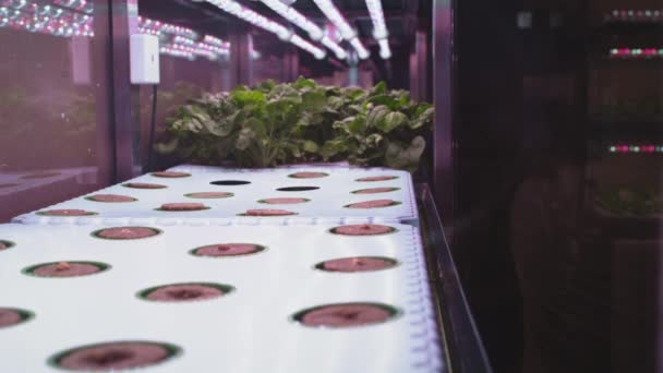 Ein Mann pflanzt Salatsprossen in ein senkrecht stehendes Gewächshaus. Ein Landwirt richtet einen vertikalen Wasserbauernhof ein. Anbau von biologischen, gentechnikfreien Produkten zu Hause. Gemüselabor. Technologien in der Agrarindustrie — Stockvideo