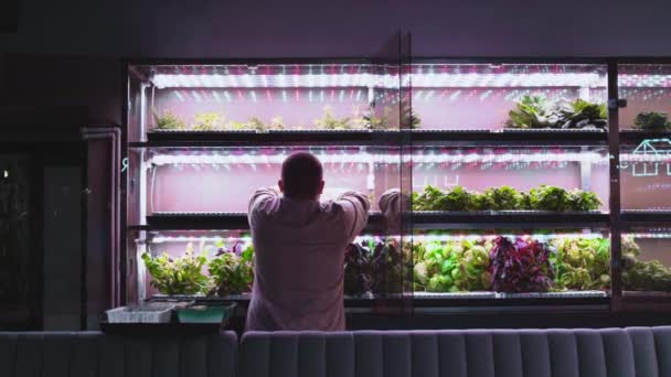 Um homem está plantando brotos de alface em uma estufa vertical. Um fazendeiro cria uma fazenda hidropônica vertical. Cultivo de produtos orgânicos não OGM em casa. Laboratório de vegetais. Tecnologias no agronegócio — Vídeo de Stock