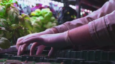 Bir adam dikey bir seraya marul filizleri dikiyor. Bir çiftçi dikey bir hidroponik çiftlik kuruyor. Evde organik, GDO olmayan ürünler yetiştiriyorlar. Sebze laboratuarı. Tarım sektöründeki teknolojiler