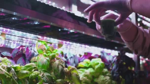 한 사람이 수직으로 온실에서 상추 싹을 심고 있다. 농부가 수직 수경 재배 농장을 세웁니다. 유기농, 비 GMO 제품을 집에서 키우고 있습니다. 식물이자라는 실험실 — 비디오