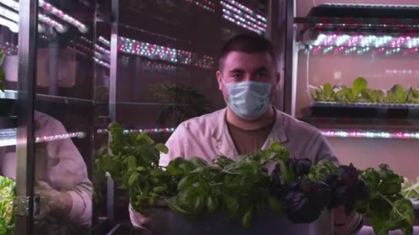 Un hombre lleva una ensalada en un invernadero vertical. Un agricultor cosecha de una granja hidropónica vertical. Cultivo de productos orgánicos no modificados genéticamente en el hogar. Laboratorio de verduras. Tecnologías en el agronegocio — Vídeo de stock