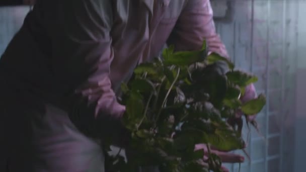 Чоловік саджає паростки салату у вертикальну теплицю. Фермер створює вертикальну гідропонічну ферму. Вирощування органічних, не-GMO продуктів в домашніх умовах. Рослинна лабораторія. Технології в агробізнесі — стокове відео
