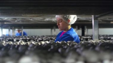 Bir lastik eldiven verin ve taze şampiyon hasadını mantar yetiştiren bir bitkinin konteynırlarına yerleştirin. Vejetaryenler için ürünler. GDO 'suz sağlıklı yiyecekler. Tarım üretimi, tarım sektörü