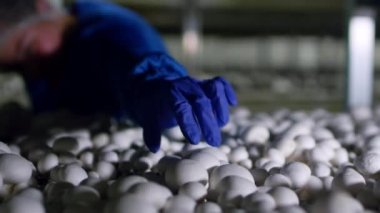 Bir lastik eldiven verin ve taze şampiyon hasadını mantar yetiştiren bir bitkinin konteynırlarına yerleştirin. Vejetaryenler için ürünler. GDO 'suz sağlıklı yiyecekler. Tarım üretimi, tarım sektörü