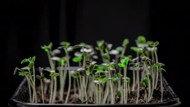 MACRO, close-up: newborn mustard salad plant in greenhouse agriculture.微绿色芥末种子的萌发.家庭温室中种植家庭生态植物的萌芽时间 — 图库视频影像