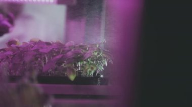 Erkek bir çiftçi ya da bahçıvan mikroyeşilliklere su döker. Bilim adamları filiz yetiştirirken bitkilere şişe püskürtüldü. Genetik modifikasyon laboratuarı. Pembe ışık, serada raflar.