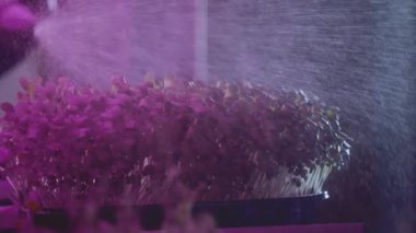 Konteynırda organik mikro yeşiller, sulama, şişeden serpiştirme. Evdeki mikro bahçe, kentsel tarım. Genetik modifikasyon laboratuarı. Pembe ışık, serada raflar. Yavaş çekim