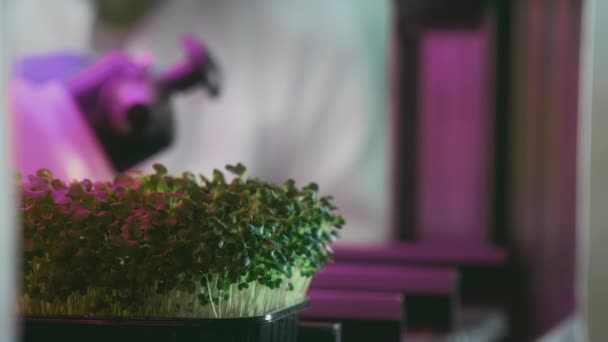 Ένας αρσενικός αγρότης ή κηπουρός ρίχνει νερό σε μικροπράσινα. Επιστήμονας καλλιεργεί βλαστούς φυτών ψεκάστηκαν με ένα μπουκάλι. Εργαστήριο γενετικής τροποποίησης. Ροζ φως, ράφια στο θερμοκήπιο — Αρχείο Βίντεο