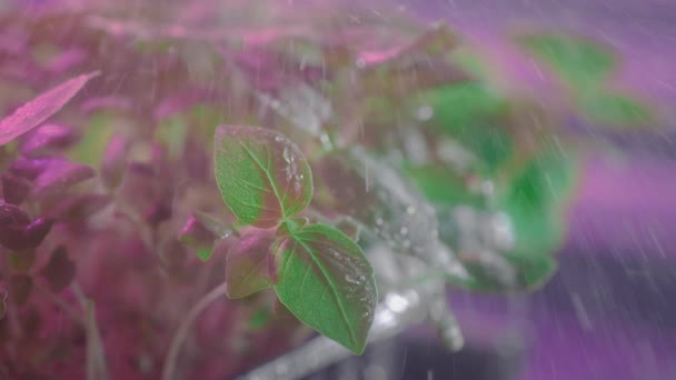Organic micro greens in container, watering, sprinkles from bottle. Micro garden at home, urban farming. Laboratory for genetic modification. Pink light, shelving in the greenhouse. Slow motion — Stock Video