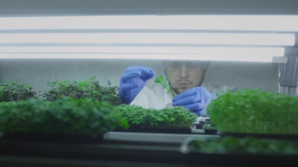 Organiske mikro-grønnsaker. En bonde eller vitenskapsmann inspiserer røttene til en plante. Mikrohage hjemme, gårdsbruk. Laboratorium for genmodifisering. Hyller i drivhuset – stockvideo