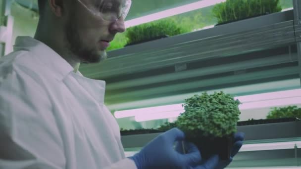 Micro verdes orgânicos. Um agricultor ou cientista masculino inspeciona plantas, toca sua mão. Micro jardim em casa, agricultura urbana. Laboratório de modificação genética. Prateleira em estufa — Vídeo de Stock