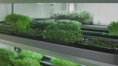 Organik mikro yeşiller. Erkek bir çiftçi ya da bilim adamı ekolojik bitkilerle ilgilenir. Raftan bir konteynır alıyor. Satılığa hazırlanıyor. Genetik modifikasyon laboratuarı. Serada raflar