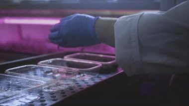 Çiftçi ekim için toprak ya da hindistan cevizi substratı hazırlar. Toprağı konteynıra döker, çiftliğe. Esrar uyuşturucularının genetik modifikasyonu veya yetiştirilmesi için laboratuvar