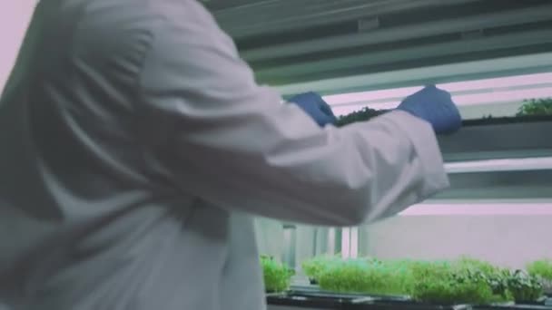Micro verdes orgânicos. Um agricultor ou cientista masculino inspeciona plantas, toca sua mão. Micro jardim em casa, agricultura urbana. Laboratório de modificação genética. Prateleira em estufa — Vídeo de Stock