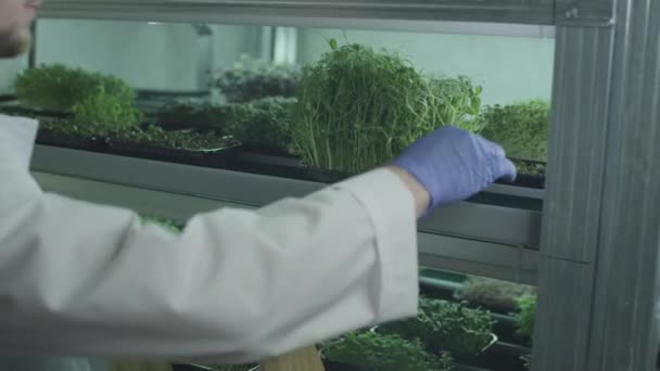 กรีนไมโครอินทรีย์ เกษตรกรชายหรือนักวิทยาศาสตร์เอาภาชนะใส่ไว้ในกล่องไม้ เตรียมขายในร้าน การจัดส่งอาหารระหว่างการระบาด ห้องปฏิบัติการสําหรับการดัดแปลงพันธุกรรม — วีดีโอสต็อก