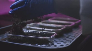 Çiftçi ekim için toprak ya da hindistan cevizi substratı hazırlar. Toprağı konteynıra döker, çiftliğe. Esrar uyuşturucularının genetik modifikasyonu veya yetiştirilmesi için laboratuvar