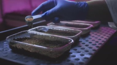 Organik mikro yeşiller. Çiftçi ekim için toprağı hazırlar. Tohumları yere döker, bitkiler. Sağlıklı bir diyet için süper yemek. Madde kalıntıları ve antioksidanlar. Genetik modifikasyon laboratuvarı