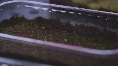 Organik mikro yeşiller. Çiftçi ekim için toprağı hazırlar. Tohumları yere döker, bitkiler. Sağlıklı bir diyet için süper yemek. Madde kalıntıları ve antioksidanlar. Genetik modifikasyon laboratuvarı