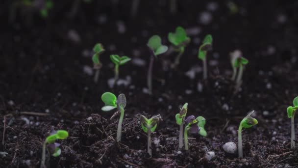 MACRO, Close-up: Uprawa roślin ekologicznych w timelapse, kiełkuje kiełkowanie noworodka sałatka z rzeżuchy roślin w rolnictwie szklarniowym. Kiełkowanie nasion gorczycy mikro-zielonej. — Wideo stockowe