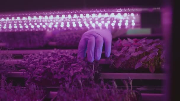 男性の農家や庭師は、マイクログリーンの状態をチェックします。科学者は植物の芽を育て、彼の手でそれらに触れる。遺伝子改変研究室。ピンクの光温室に避難 — ストック動画