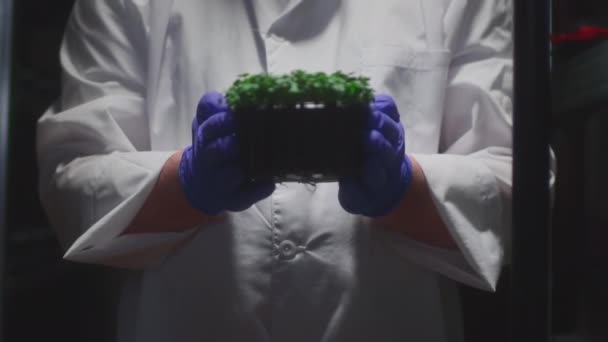 Un agricultor masculino tiene microgreens orgánicos en sus manos. El científico ha cultivado un producto modificado genéticamente para su venta en restaurantes y alimentos. Negocios basados en el hogar. Superfood para una comida vegetariana — Vídeo de stock