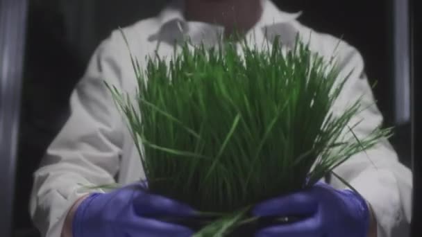 Um agricultor masculino tem microverdes orgânicos nas mãos. O cientista tem cultivado um produto geneticamente modificado para venda em restaurantes e alimentos. Negócios em casa. Supercomida para uma refeição vegetariana — Vídeo de Stock