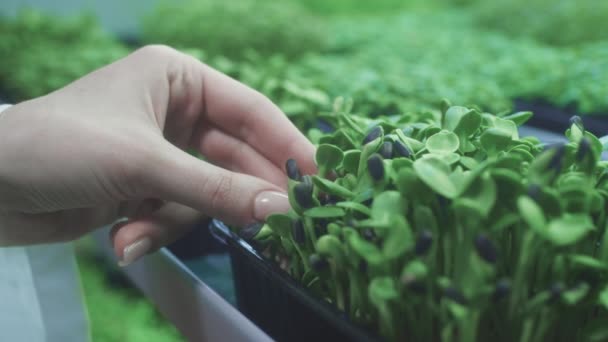 Vrouwelijke handen raken microgroene spruiten. Ik controleer een gezond blad. Thuisplanten kweken voor een gezond dieet. Plantenkiemen. Gezonde veganistische voeding. Biologische ontkiemende ruwe ingrediëntenlandbouw — Stockvideo