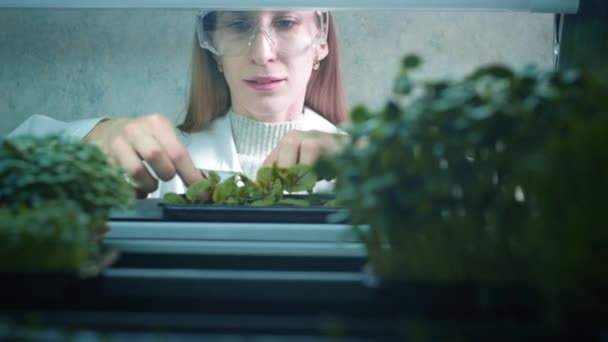 Wissenschaftlerin in Brille und weißem Mantel in einem Botaniklabor. Kümmert sich um Mikrogemüse. Weibchen züchtet Versuchspflanzen mit genetisch veränderter DNA — Stockvideo