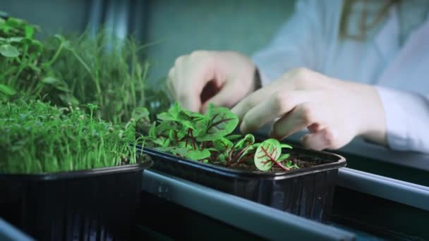 Női tudós fehér köpenyben egy botanikai laboratóriumban. Megérinti a földet az ujjaival. Gondoskodik a mikrozöldekről. Nő nő kísérleti növények genetikailag módosított DNS — Stock videók